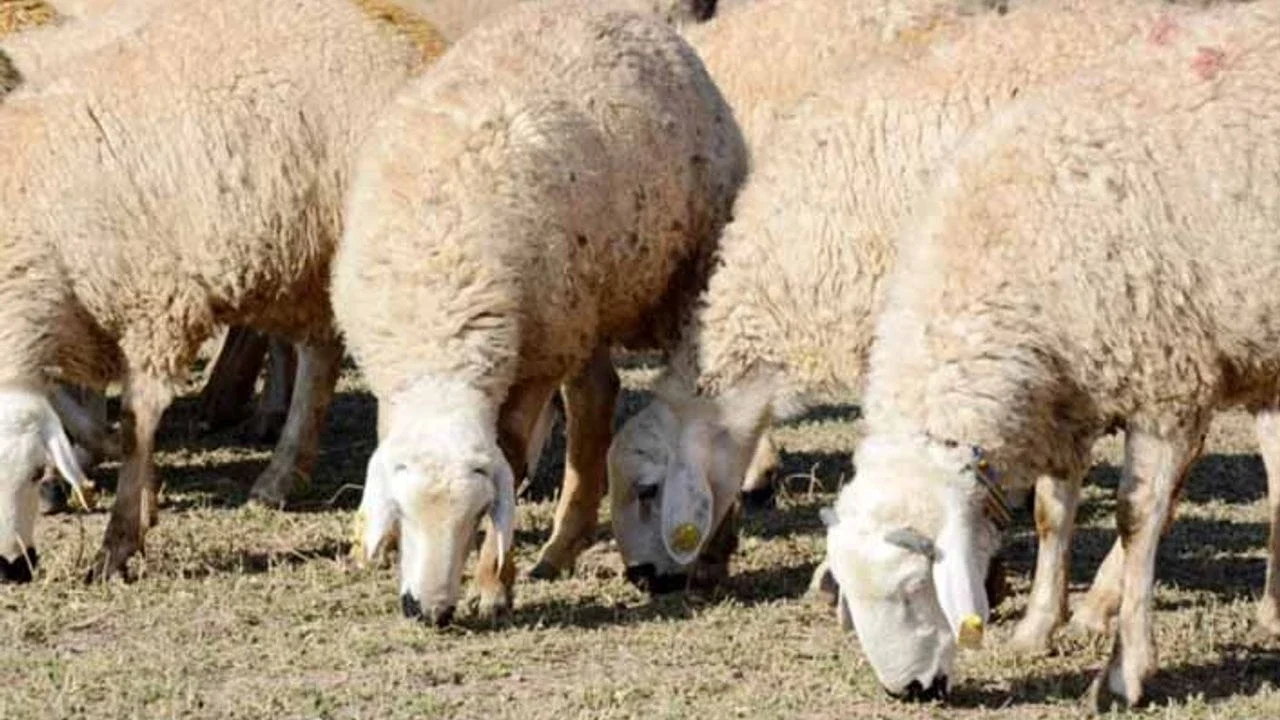 galeri_20260303_201639_0cc0fd6cffdcea0ac411